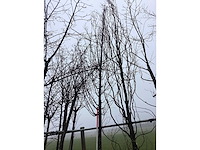 Haagbeuk - vormboom - afbeelding 1 van  3