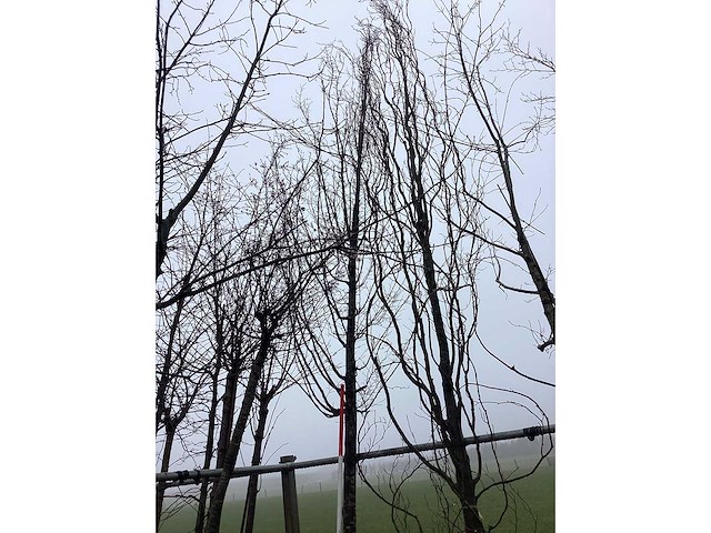 Haagbeuk - vormboom - afbeelding 2 van  3