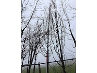 Haagbeuk - vormboom - afbeelding 2 van  3