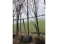 Haagbeuk - vormboom - afbeelding 3 van  3