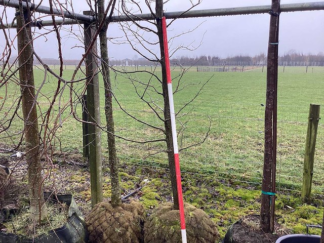 Haagbeuk - vormboom - afbeelding 1 van  3