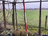 Haagbeuk - vormboom - afbeelding 1 van  3