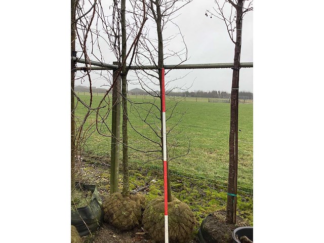 Haagbeuk - vormboom - afbeelding 2 van  3