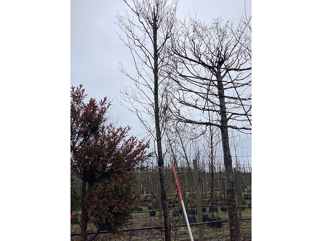 Haagbeuk - vormboom - afbeelding 1 van  2