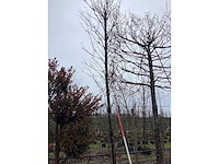 Haagbeuk - vormboom - afbeelding 1 van  2