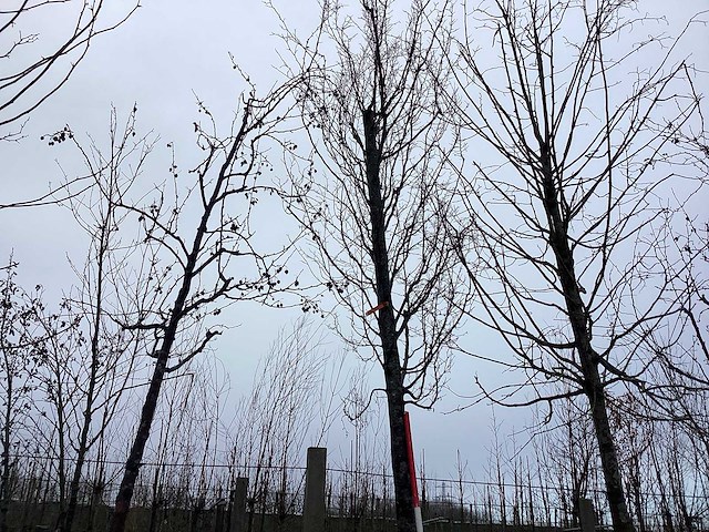 Haagbeuk - vormboom - afbeelding 1 van  2