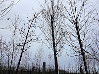 Haagbeuk - vormboom - afbeelding 1 van  2