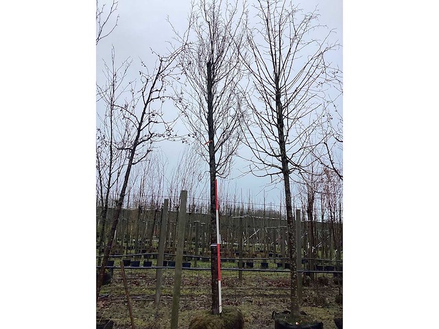Haagbeuk - vormboom - afbeelding 2 van  2
