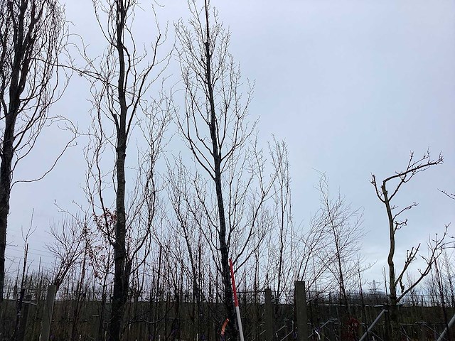 Haagbeuk - vormboom - afbeelding 1 van  3