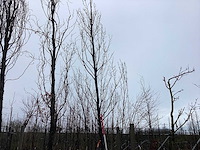 Haagbeuk - vormboom - afbeelding 1 van  3