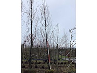 Haagbeuk - vormboom - afbeelding 2 van  3