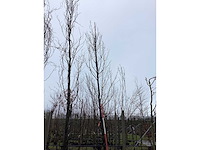 Haagbeuk - vormboom - afbeelding 3 van  3