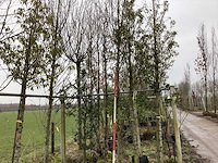 Haagbeuk - vormboom - afbeelding 2 van  2