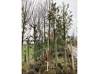 Haagbeuk - vormboom - afbeelding 1 van  2