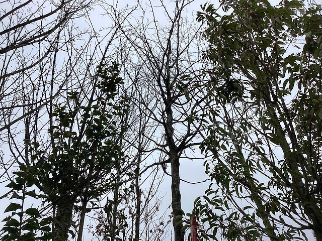 Haagbeuk - vormboom - afbeelding 1 van  3