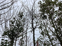 Haagbeuk - vormboom - afbeelding 1 van  3