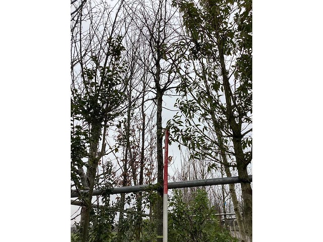 Haagbeuk - vormboom - afbeelding 2 van  3