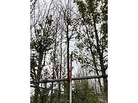 Haagbeuk - vormboom - afbeelding 2 van  3