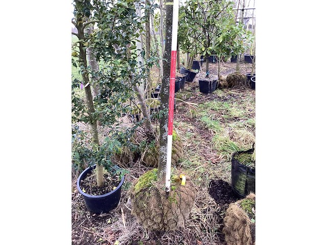 Haagbeuk - vormboom - afbeelding 3 van  3