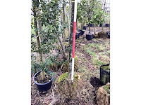 Haagbeuk - vormboom - afbeelding 3 van  3