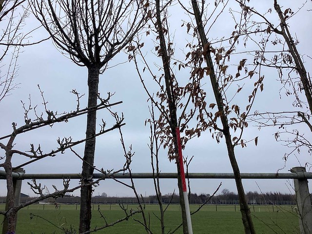 Haagbeuk - vormboom - afbeelding 1 van  2