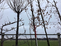 Haagbeuk - vormboom - afbeelding 1 van  2