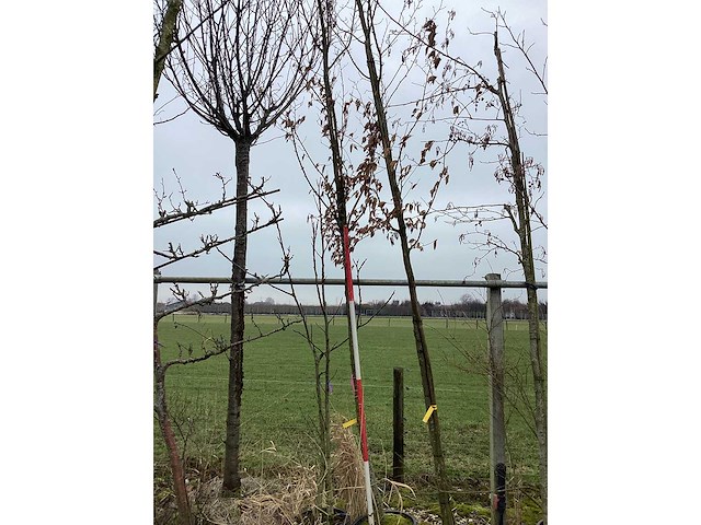 Haagbeuk - vormboom - afbeelding 2 van  2