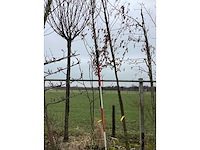 Haagbeuk - vormboom - afbeelding 2 van  2