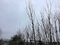 Haagbeuk - vormboom - afbeelding 1 van  2