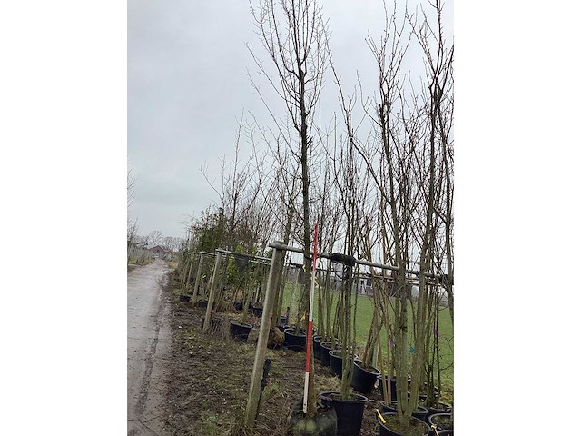 Haagbeuk - vormboom - afbeelding 2 van  2