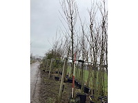 Haagbeuk - vormboom - afbeelding 2 van  2