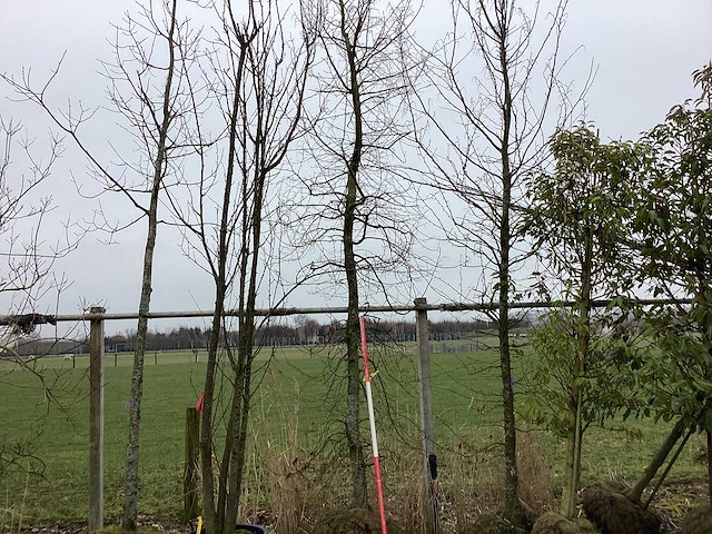 Haagbeuk - vormboom - afbeelding 2 van  2