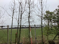 Haagbeuk - vormboom - afbeelding 2 van  2