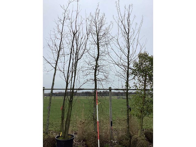 Haagbeuk - vormboom - afbeelding 1 van  2