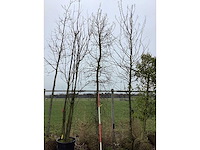 Haagbeuk - vormboom - afbeelding 1 van  2