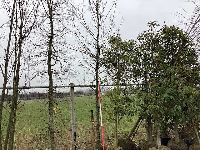 Haagbeuk - vormboom - afbeelding 1 van  2