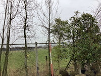 Haagbeuk - vormboom - afbeelding 1 van  2