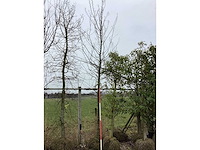 Haagbeuk - vormboom - afbeelding 2 van  2
