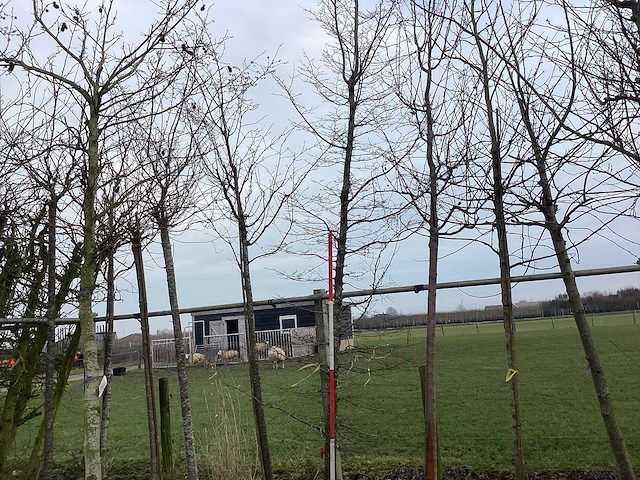 Haagbeuk - vormboom - afbeelding 1 van  2