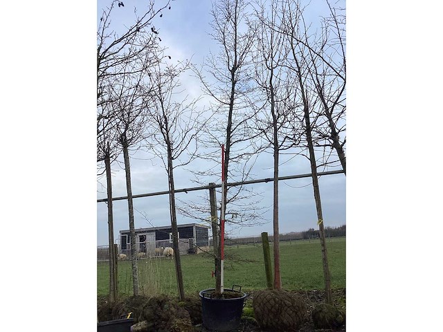 Haagbeuk - vormboom - afbeelding 2 van  2