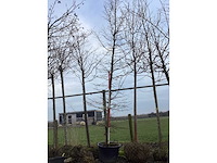 Haagbeuk - vormboom - afbeelding 2 van  2