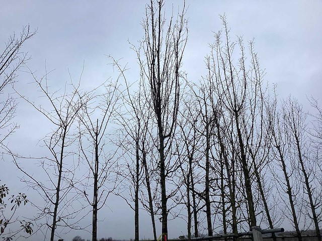 Haagbeuk - vormboom - afbeelding 1 van  2