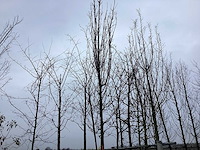 Haagbeuk - vormboom - afbeelding 1 van  2