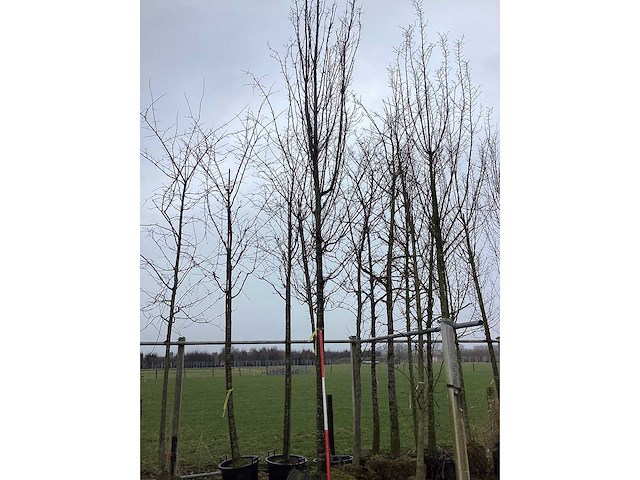 Haagbeuk - vormboom - afbeelding 2 van  2