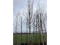 Haagbeuk - vormboom - afbeelding 2 van  2