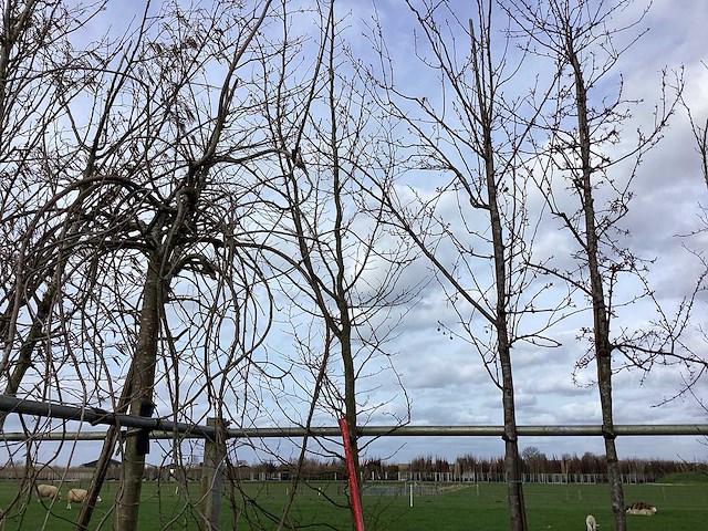 Haagbeuk - vormboom - afbeelding 1 van  2