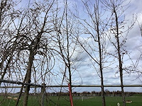 Haagbeuk - vormboom - afbeelding 1 van  2