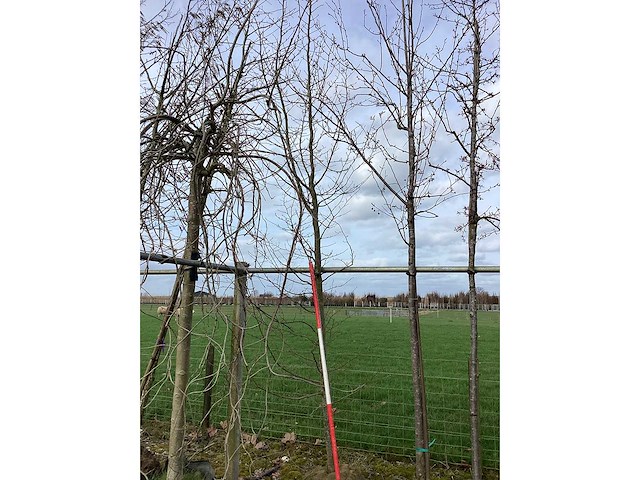 Haagbeuk - vormboom - afbeelding 2 van  2