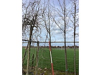 Haagbeuk - vormboom - afbeelding 2 van  2