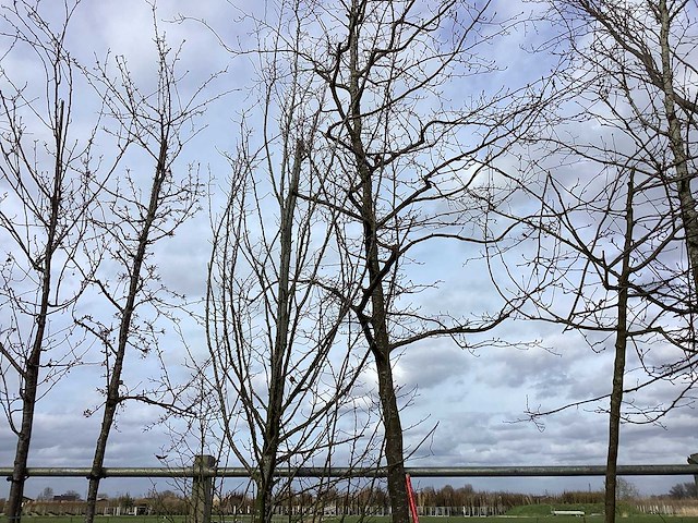Haagbeuk - vormboom - afbeelding 1 van  2